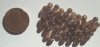 50 4mm Round Smoke Topaz Fiber Optic